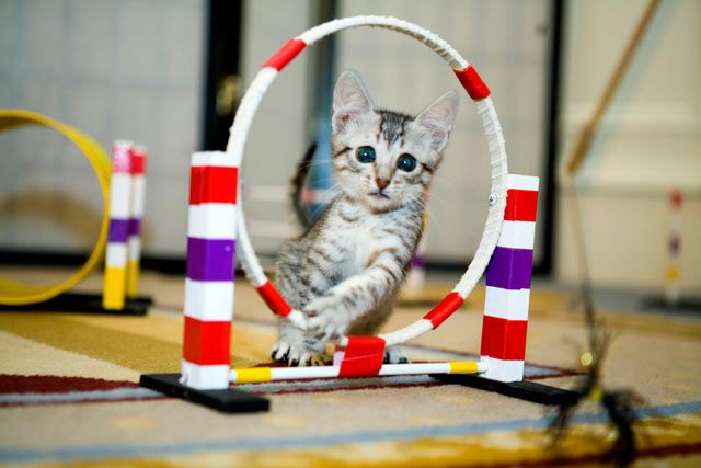 Kitty takes a break in the cat obstacle course